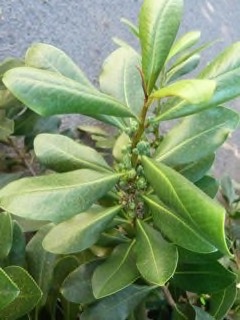 Warburgia salutaris Pepperbark Tree